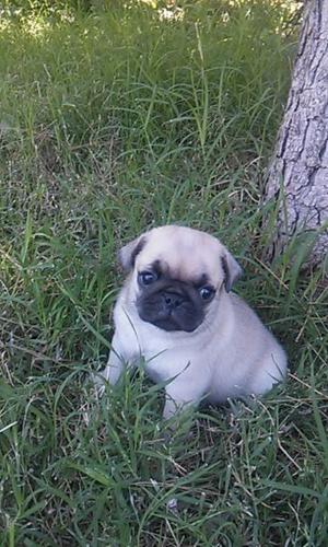 Cachorros Pug Carlino