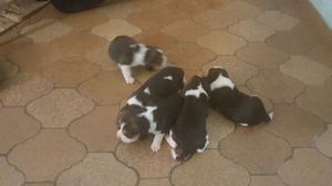 Cachorros beagles tricolor