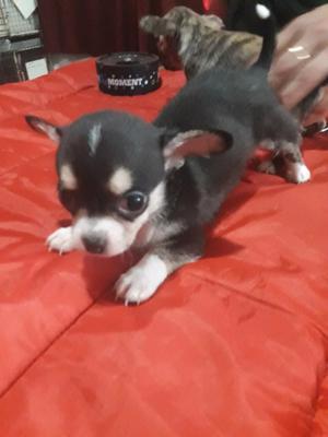 Chihuahua Macho Mini