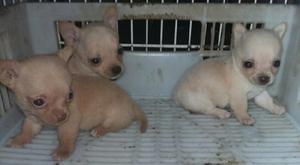 Chihuahuas super mini Cachorros