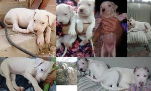 Criadero de Dogo Argentino Kuyen vende cachorros