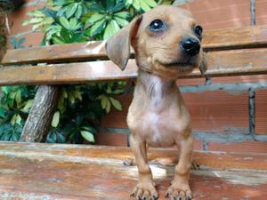 Dachshund mini (salchichas)