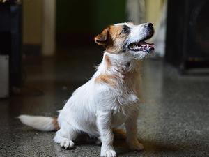 Jack Russell Terrier