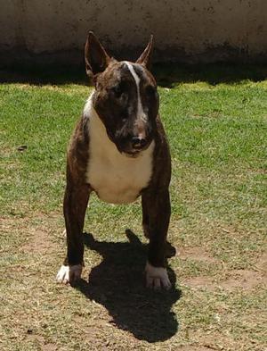 MACHOS BULL TERRIER PARA SERVICIO DE STUD PEDIGREE FCA