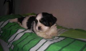 Shih Tzu Hermosos cachorros