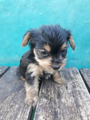 Ultima hembra yorkshire terrier mini