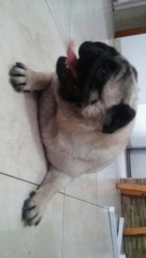 pug carlino adulta!