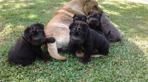 shar pei cachorros vacunados