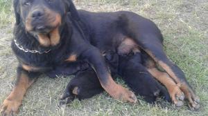 venta cachorro rottwhailer