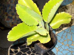 Auténtica Kalanchoe Pinnata (Bryophyllum Pinnatum) M 12