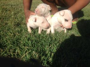 BULL TERRIER LISTOS PARA ENTREGAR