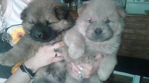 Cachorra de chow chow hembra