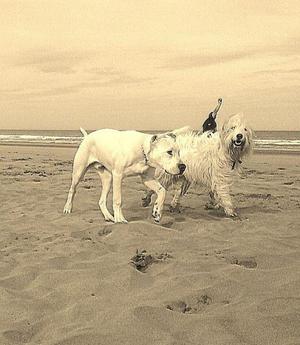 Dogo Argentino busca doga