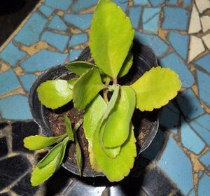 Kalanchoe Pinnata Maceta Cultivo Nº 10 (Bryophyllum