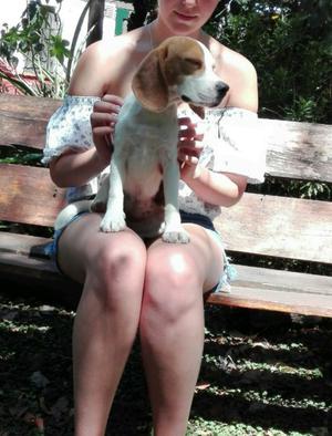 Beagle cachorra 6 meses