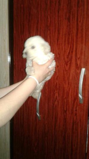 Bello caniche blanco. Mini