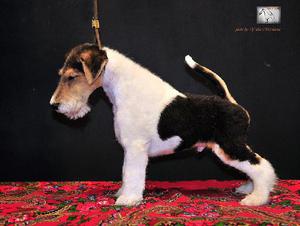 CACHORROS FOX TERRIER WIRE LINAJE DUPOUY EN VENTA