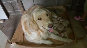 CACHORROS GOLDEN RETRIEVER PUROS!