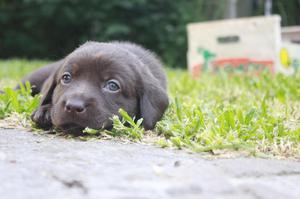 Cachorros Labrador retriever negros y marrones