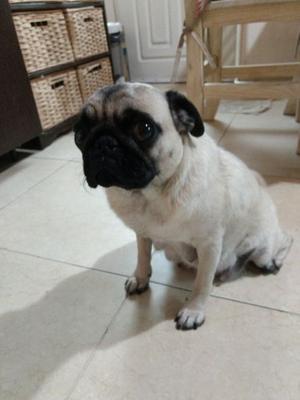 Cachorros Pug Hermosos