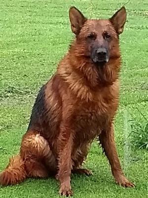 Cachorros ovejeros con pedigree