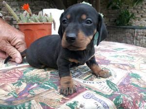 Cachorros salchichas puros