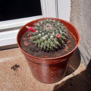 Cactus Mammilaria Con Semillas Maceta 8
