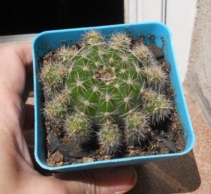 Cactus echinopsis oxygona m8 colmado de hijos