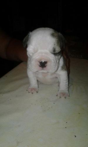 Hembra american bully