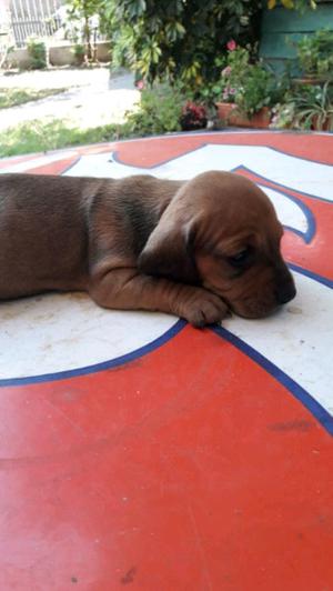 Hermosos cachorros salchichas puros