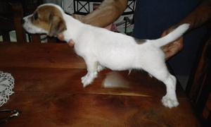 Jack Russell cachorros