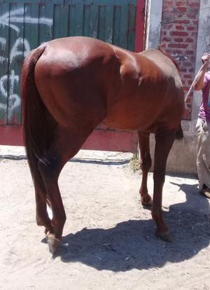 Spc Caballo Potrillo X Mutakddim