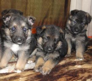 Vendo cachorros de Ovejero aleman