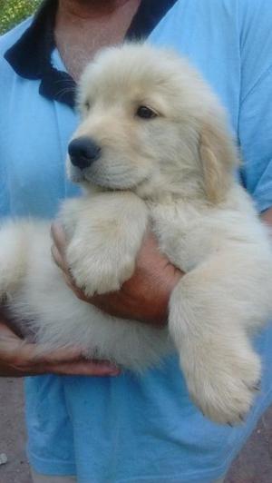 cachorro golden retriever