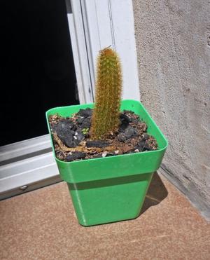 cactus cleistocactus winterii maceta 8