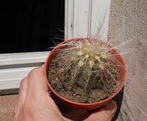 cactus orocereus maceta 8