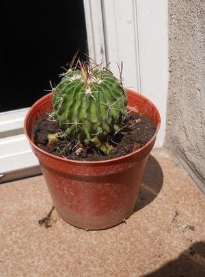 cactus stenocactus maceta 8