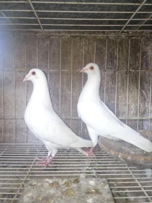 palomas mensajeras blancas