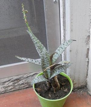 planta suculenta ledeuboria socialis maceta 10