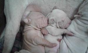 shar pei machos y hembras