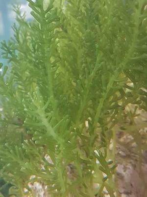 Alga Marina Caulerpa Cylindracea Envios