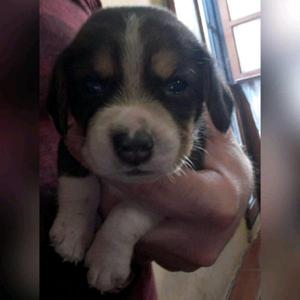 CACHORROS BEAGLE TRICOLOR