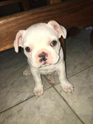 Cachorros Bulldog Frances