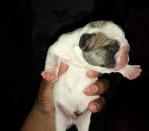 Cachorros Bulldog Frances Disponibles