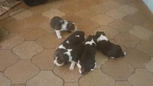 Cachorros beagles tricolor