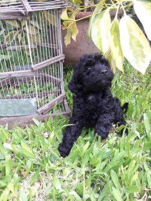 Caniches toy macho y hembra negro