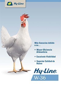 Gallina Ponedora Para Replumar En 90 Semanas