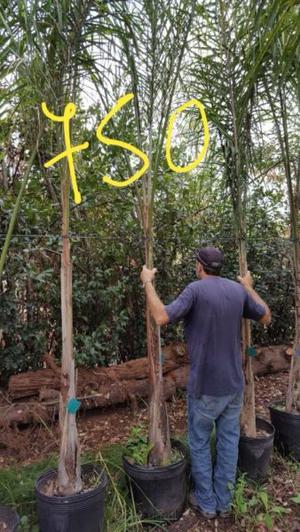 PALMERAS PINDO OESTE