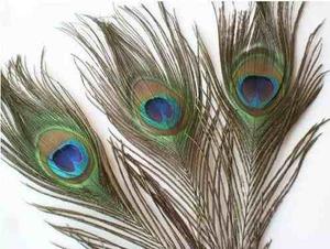 Plumas De Pavo Real