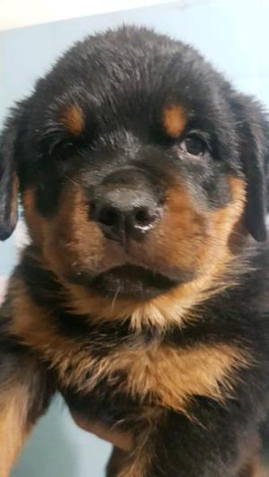 ROTTWEILER CACHORROS CON PAPELES FCA